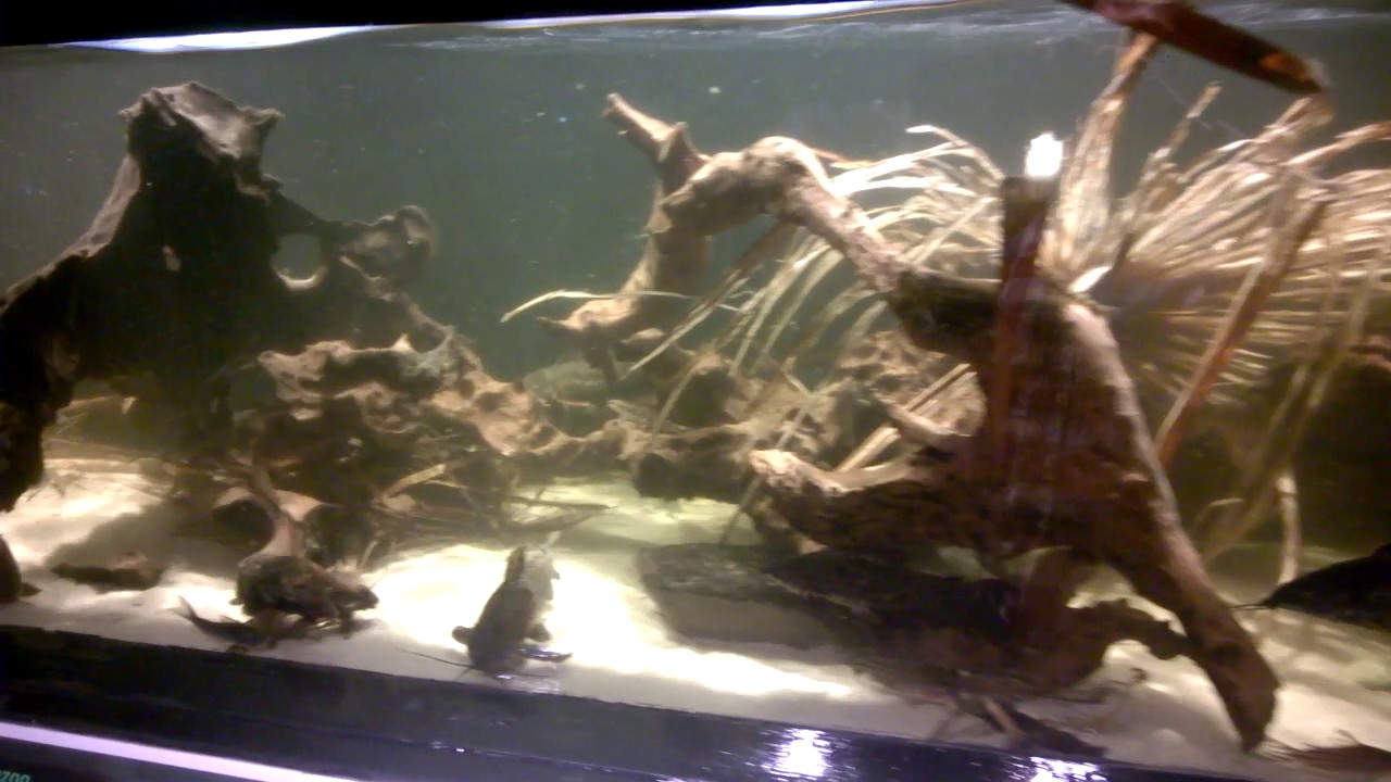 Dianema, Hoplosternum tanks in London Zoo Aquarium