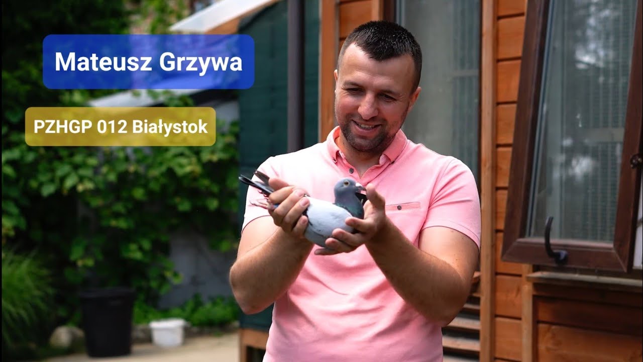 Mateusz Grzywa - PZHGP 012 Białystok / Prezentacja hodowli i gołębi Hardy Kruger 🎉🐥🤩🇵🇱
