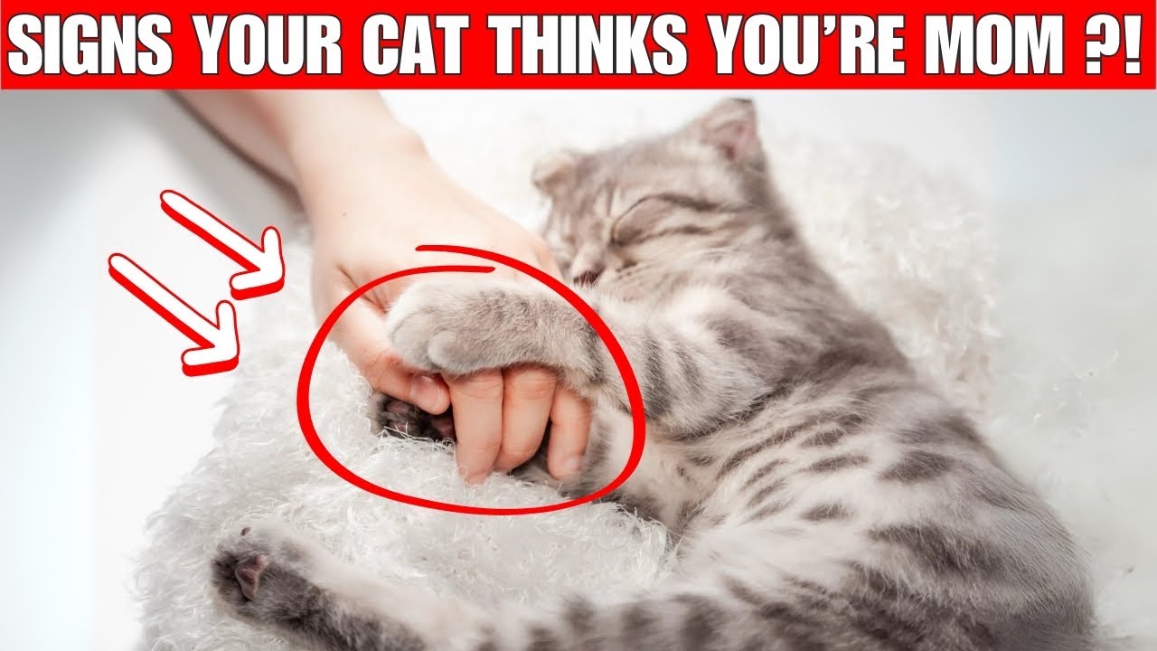 14 Signs Your Cat Thinks You Are Their MOM