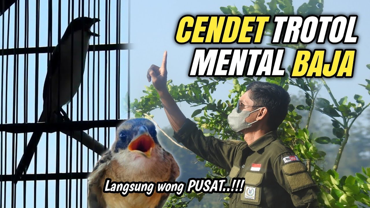 Begini cara cetak Anakan CENDET dari NOL agar GACOR bermental BAJA‼️