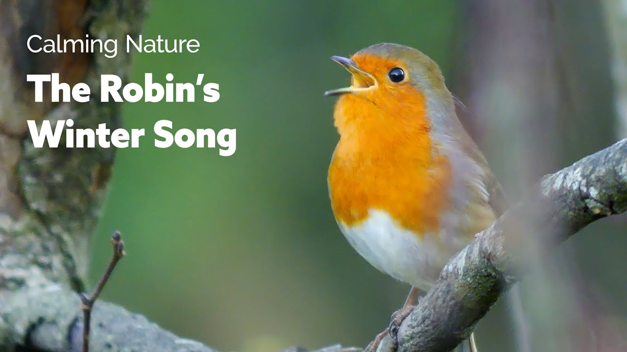Beautiful Birdsong on a Cold Winter Morning