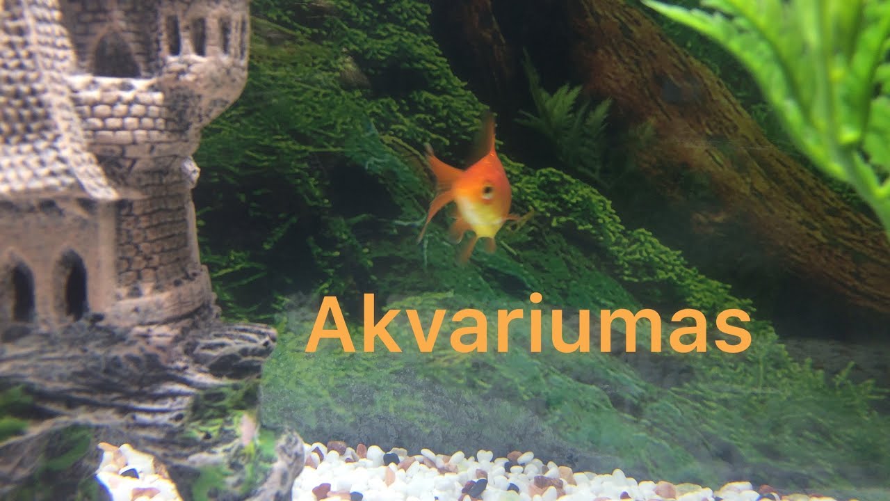 Akvariumas Žuvytėms😃!!!