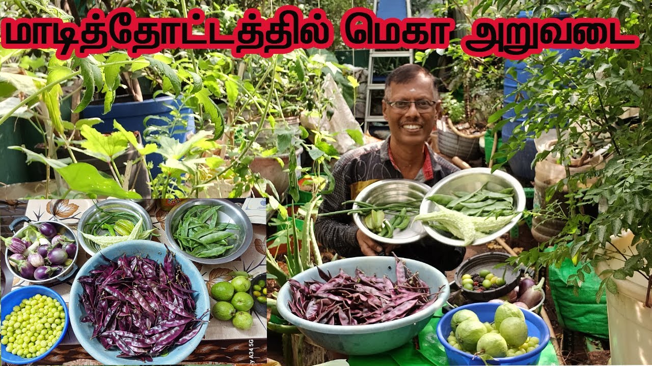கண்களுக்கு  குளிர்ச்சியாக மாடி தோட்டத்தில் மிக பெரிய அறுவடை