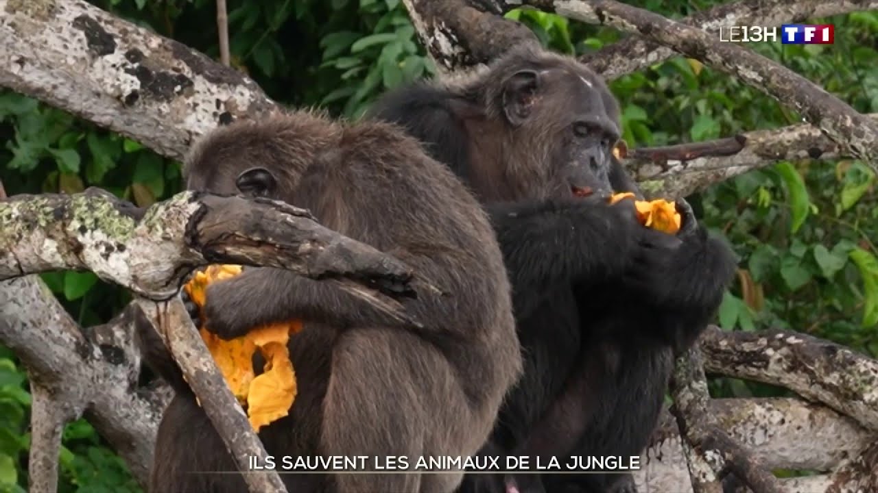 République du Congo : ils sauvent les animaux de la jungle
