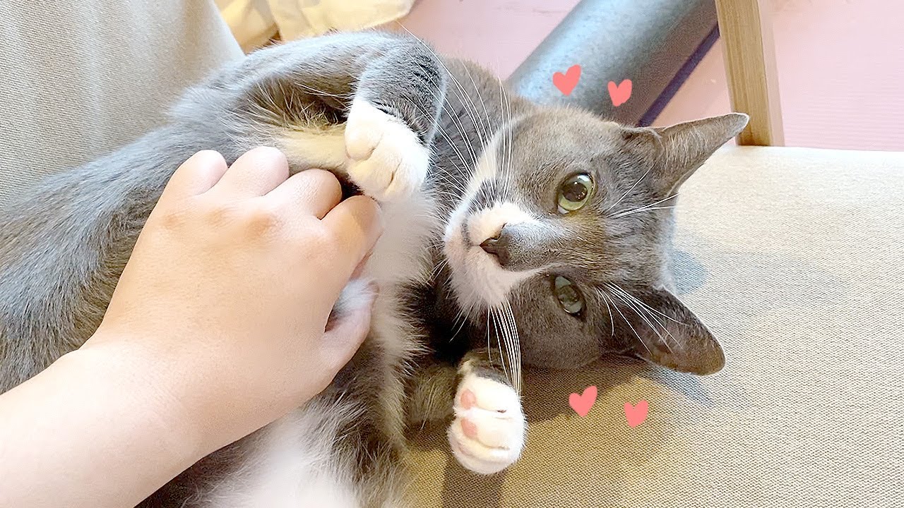 혹시 고양이가 두 발로 세수하는 거 보셨어요..? 진짜 귀여워요.....