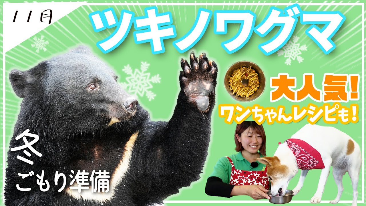【ツキノワグマ】癒されまくりな宇都宮動物園のクーコに会いに行こう！ワンちゃんレシピハプニングあり！？あの人のナイスダンスも！？