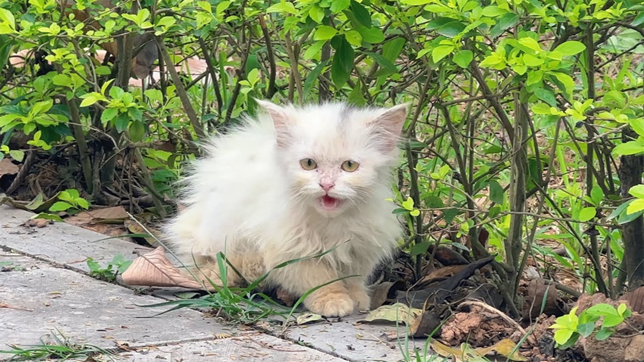I Found a Homeless Small Cat Picking Up Food on a Street , He is Very Hungry