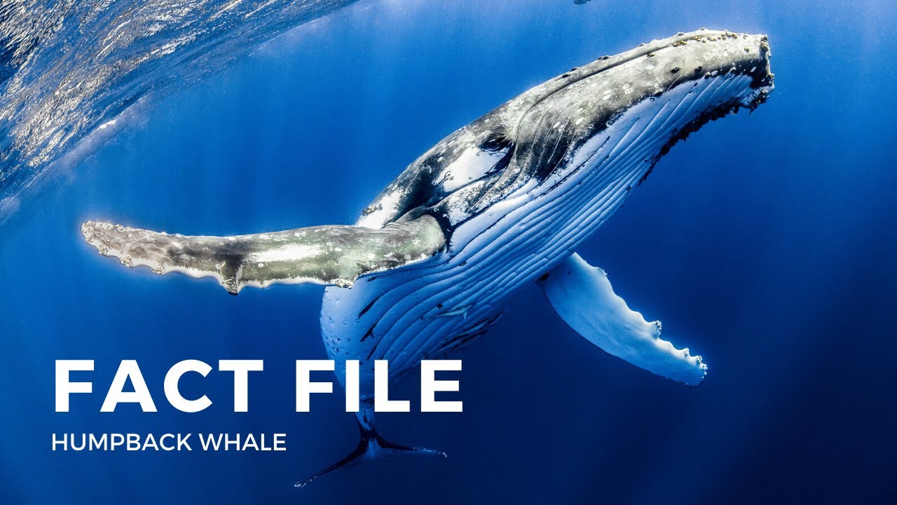Facts about the Humpback Whale
