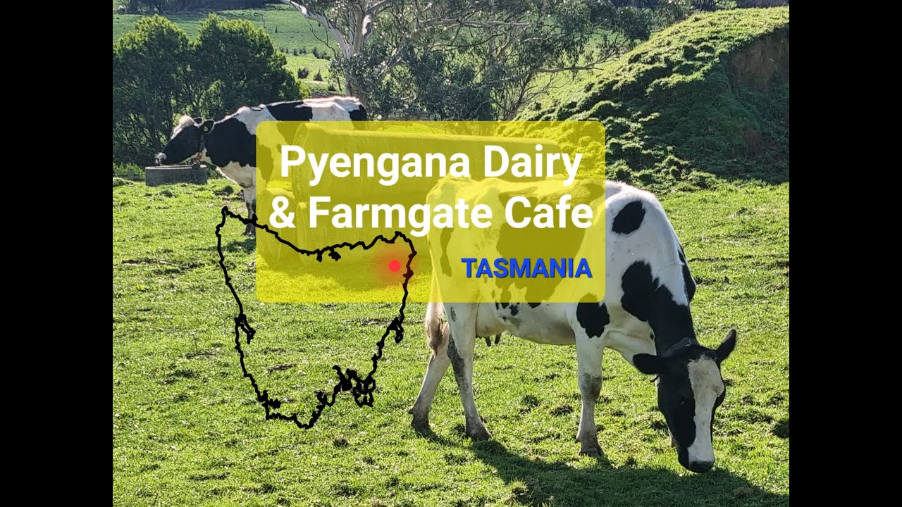 Pyengana dairy TASMANIA