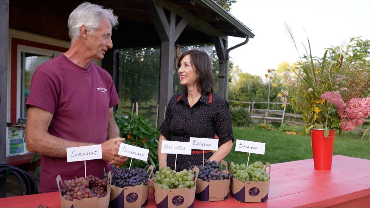 L'épicerie | Des raisins de table québécois