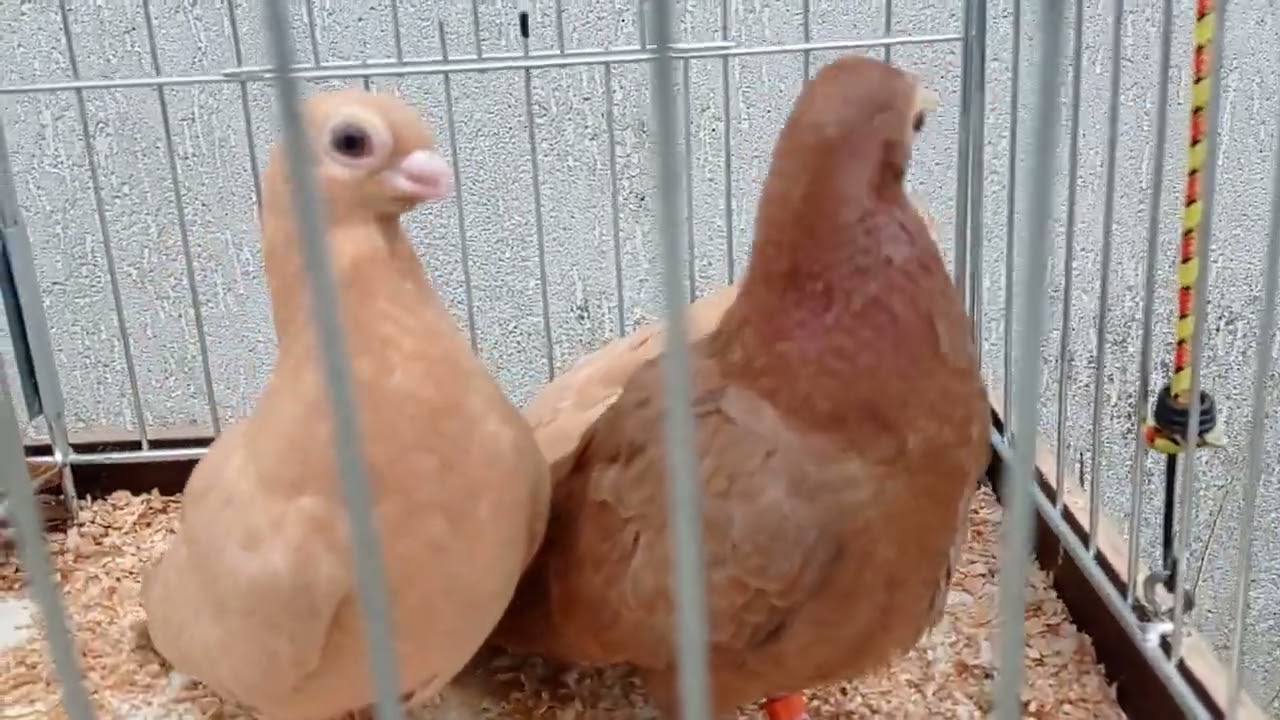 TARG GOŁĘBI PŁOŃSK 🕊️🕊️ FAJNE GOŁĄBKI ZAKUPIŁEM 👌👌 TAK DLA OKA 😉 MILKI 👍👍2.07.2023💪🙊🙃