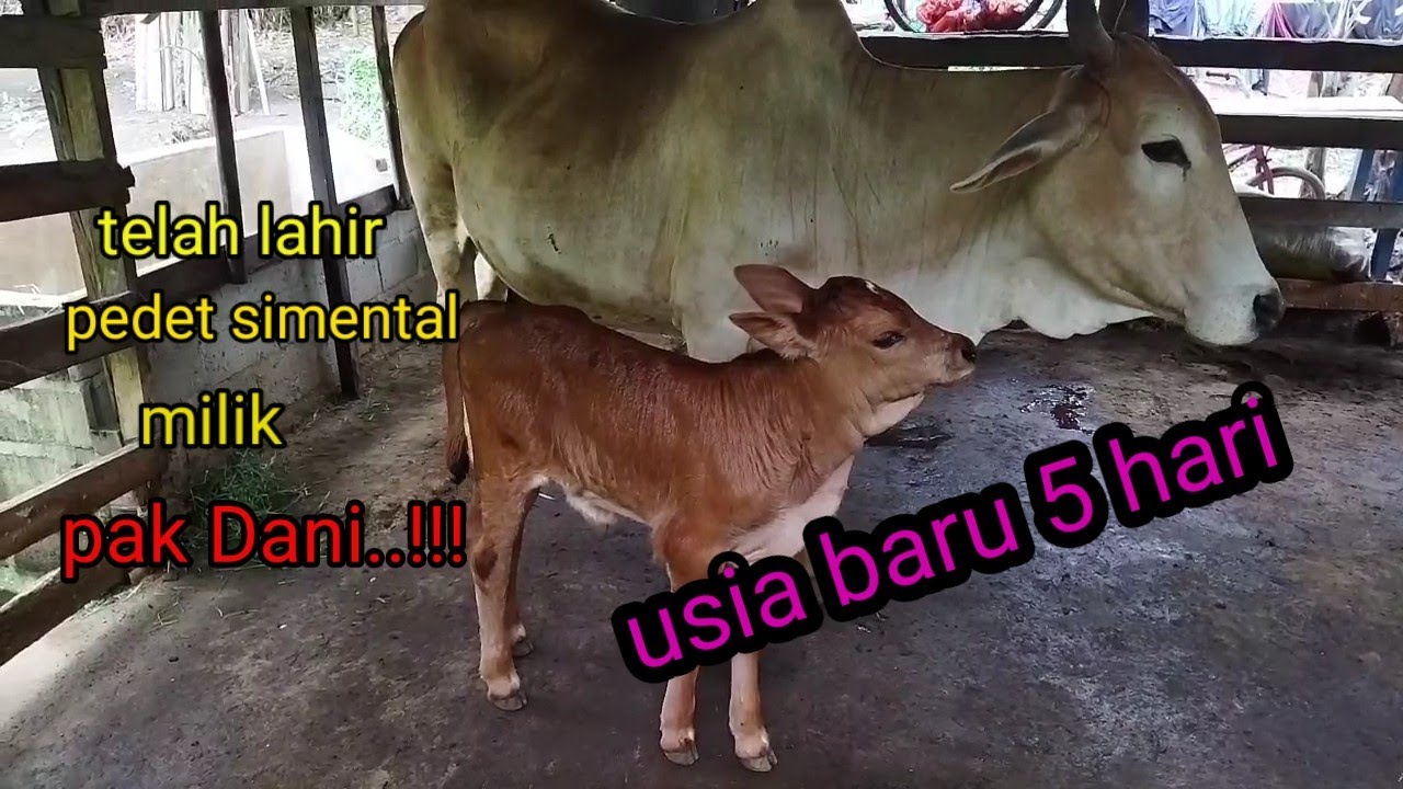 baru lahir pedet simental..!!!! rezeki pak Dani pemilik ternak @TukangAngon-qp9hq
