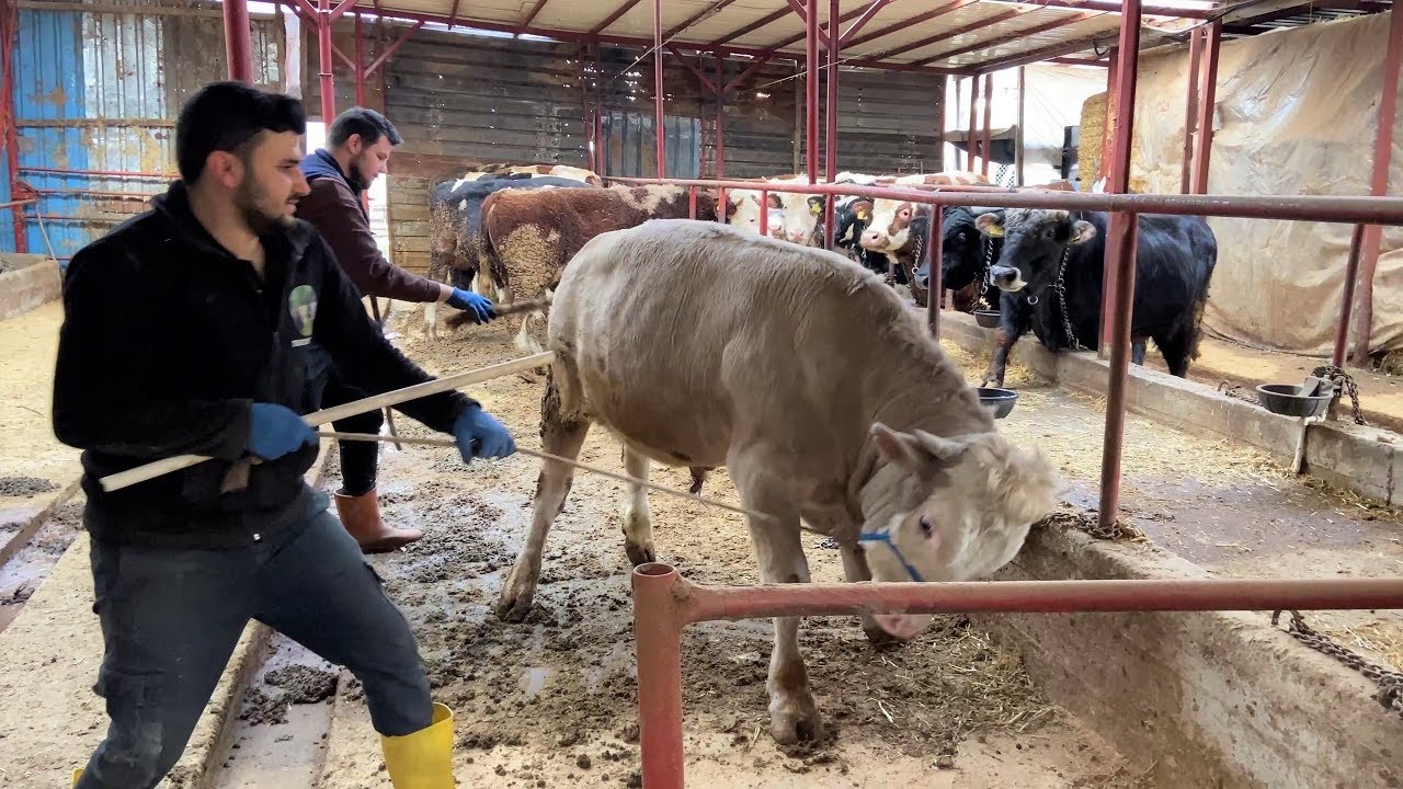 KURBANLIKLARIMIZI ESKİ AHIRINA BAĞLIYORUZ