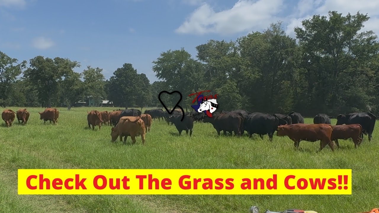 Check Out The Grass And Cows!!
