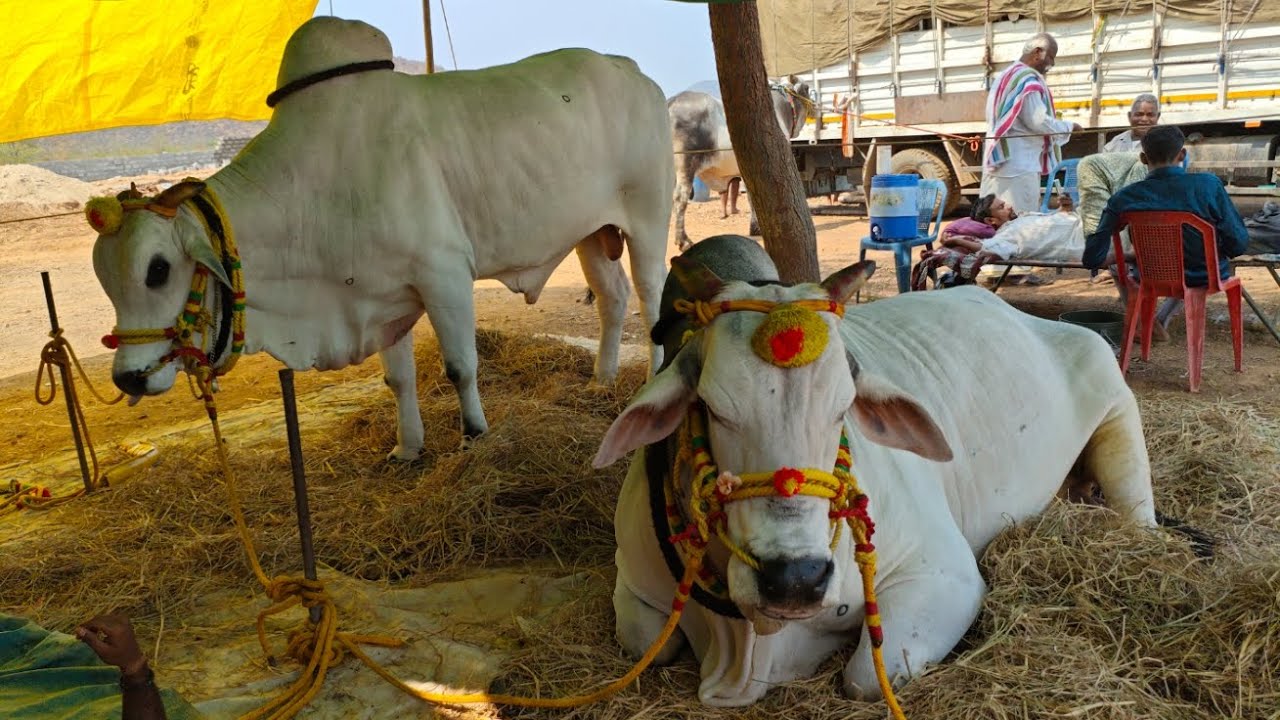 మల్ కట్ పల్లె సీనియర్స్ విభాగంలో KVS బుల్స్