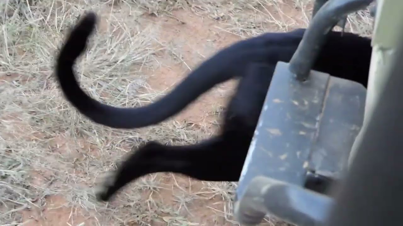 Black Leopard in Kenya goes right under Land Rover