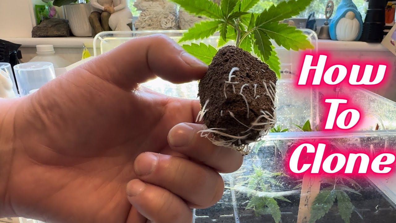 Cloning 101 - How To Clone Cannabis