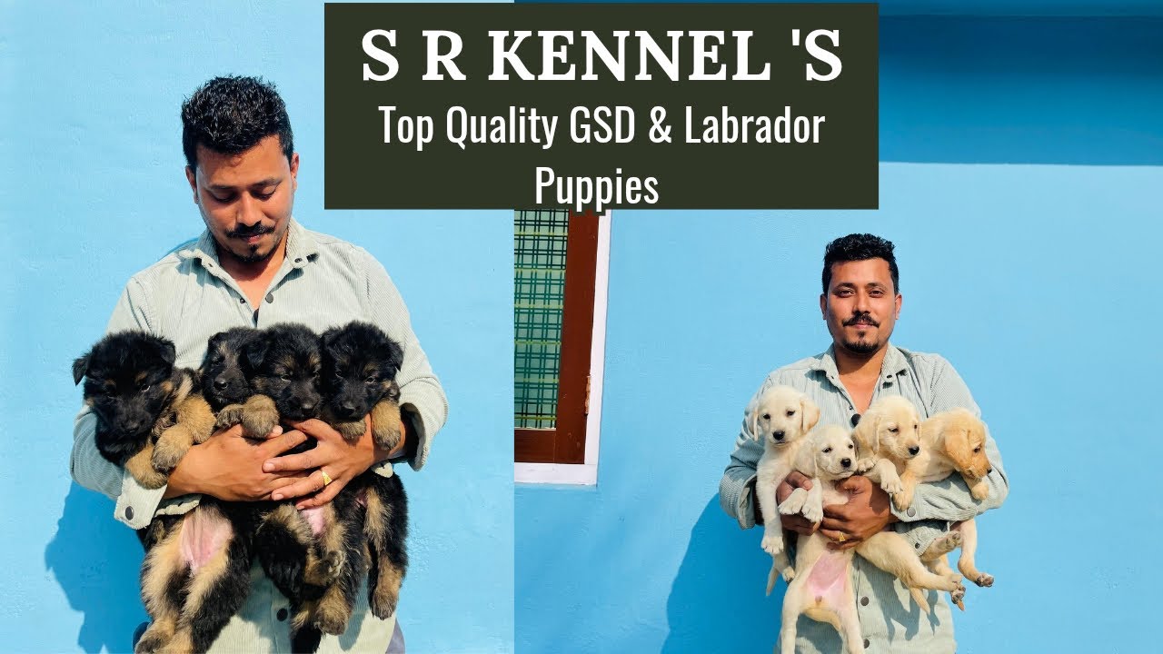 S R Kennel's Own Breeding Top Quality GSD & Labrador Puppies 🐶