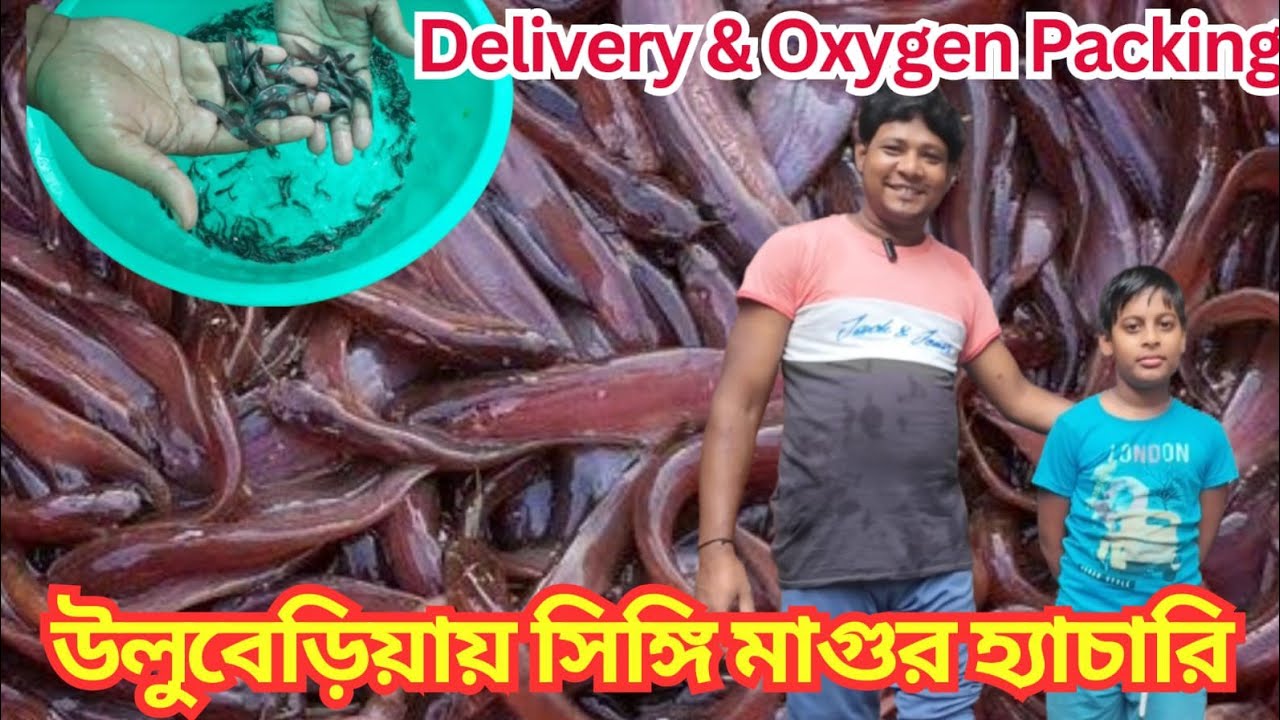 হাওড়া জেলার উলুবেড়িয়ায় এত সুন্দর সিঙ্গি মাগুর মাছের ফার্ম | Naihati Rajendrapur Fish Market |