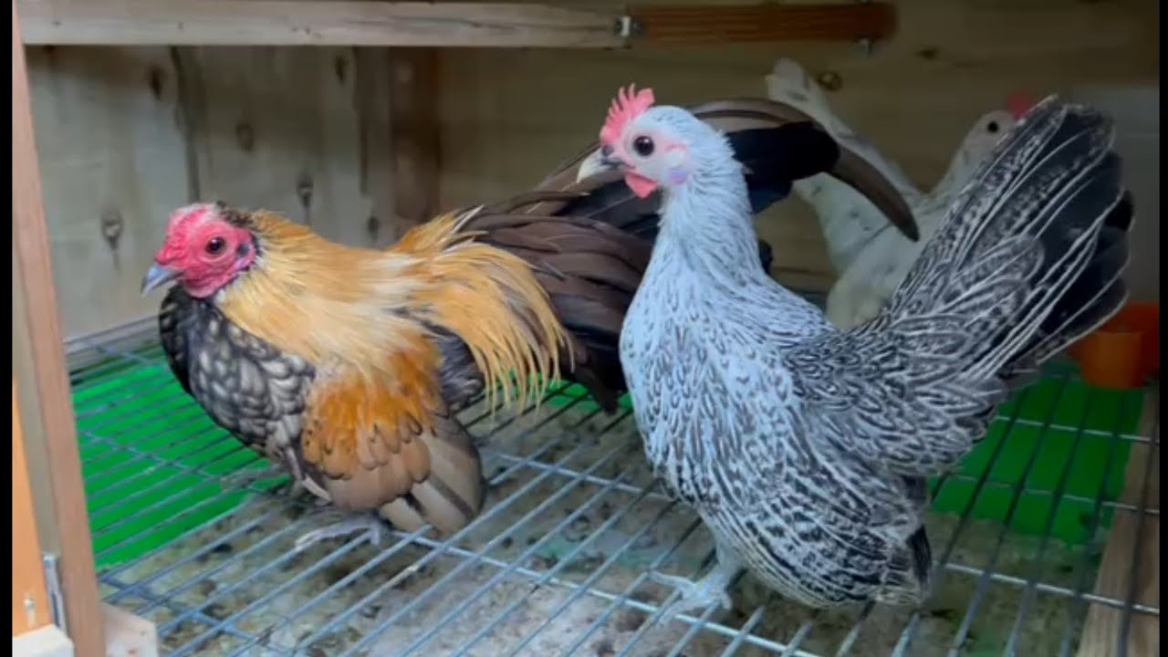 Gà tre mỹ mini, gà tre bắc, gà tân châu mini, cút mỹ hoa tuyết