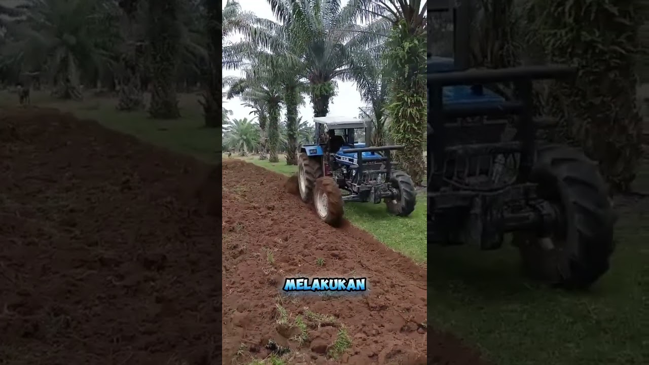 Pekerjaan kebun sawit sebelum replanting