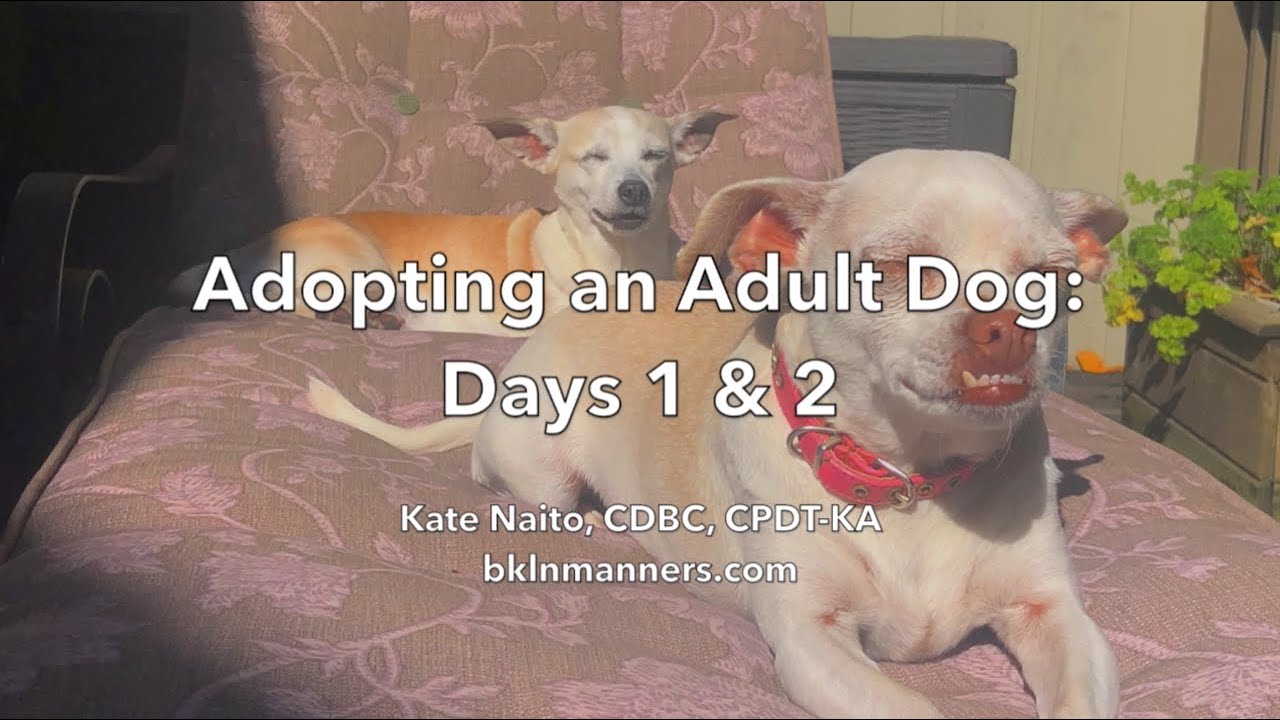 Adopting an Adult Dog: Days 1-2