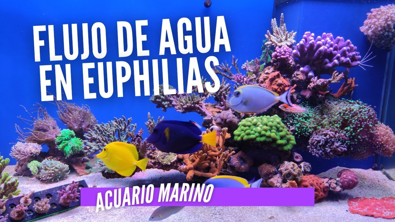 📌📌Flujo de agua Euphilias / Fimbriaphyllia 🌊🌊🌊 LPS