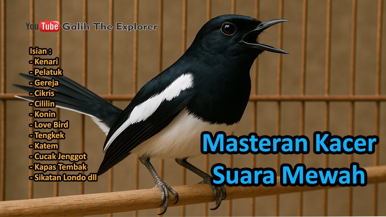 MP3 Masteran Burung Kacer Full Isian Mewah || Agar Cepat Gacor, Tembakan Kasar dan Juara