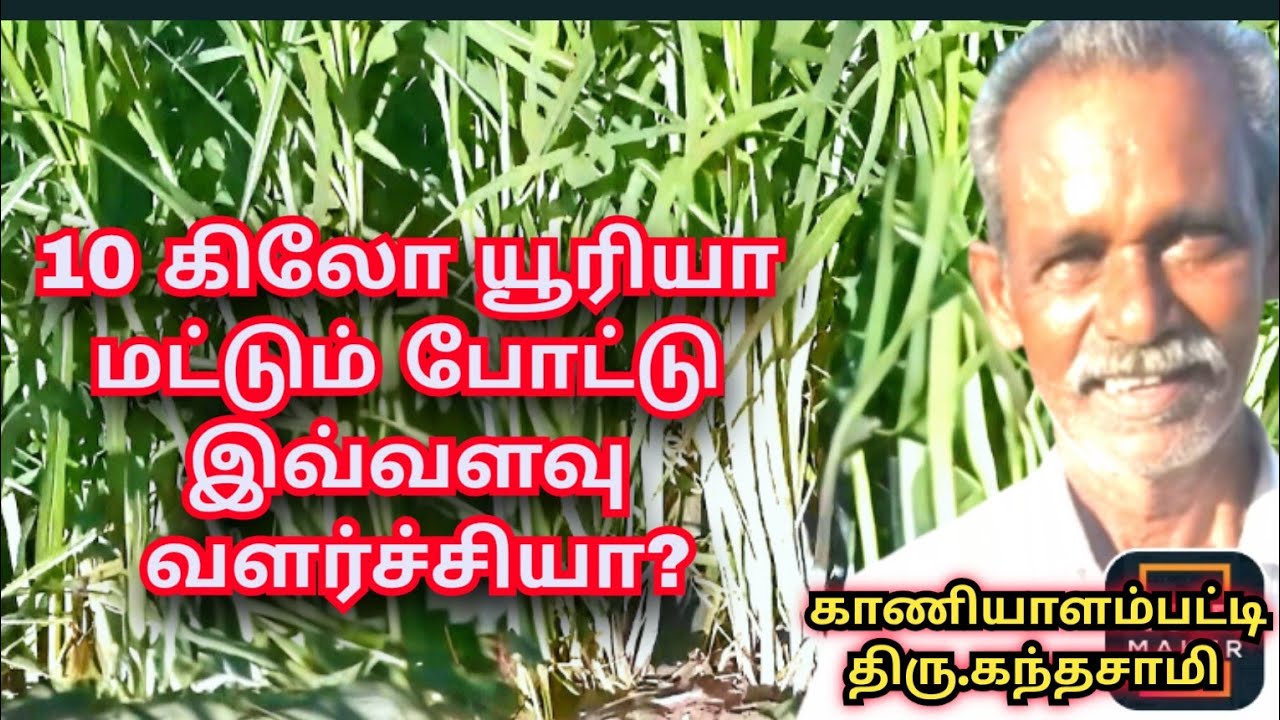 காணியாளம்பட்டி திரு.கந்தசாமி கரும்புக்கு என்ன இட்டார்? #agriculture #natural #sugarcane #organic 