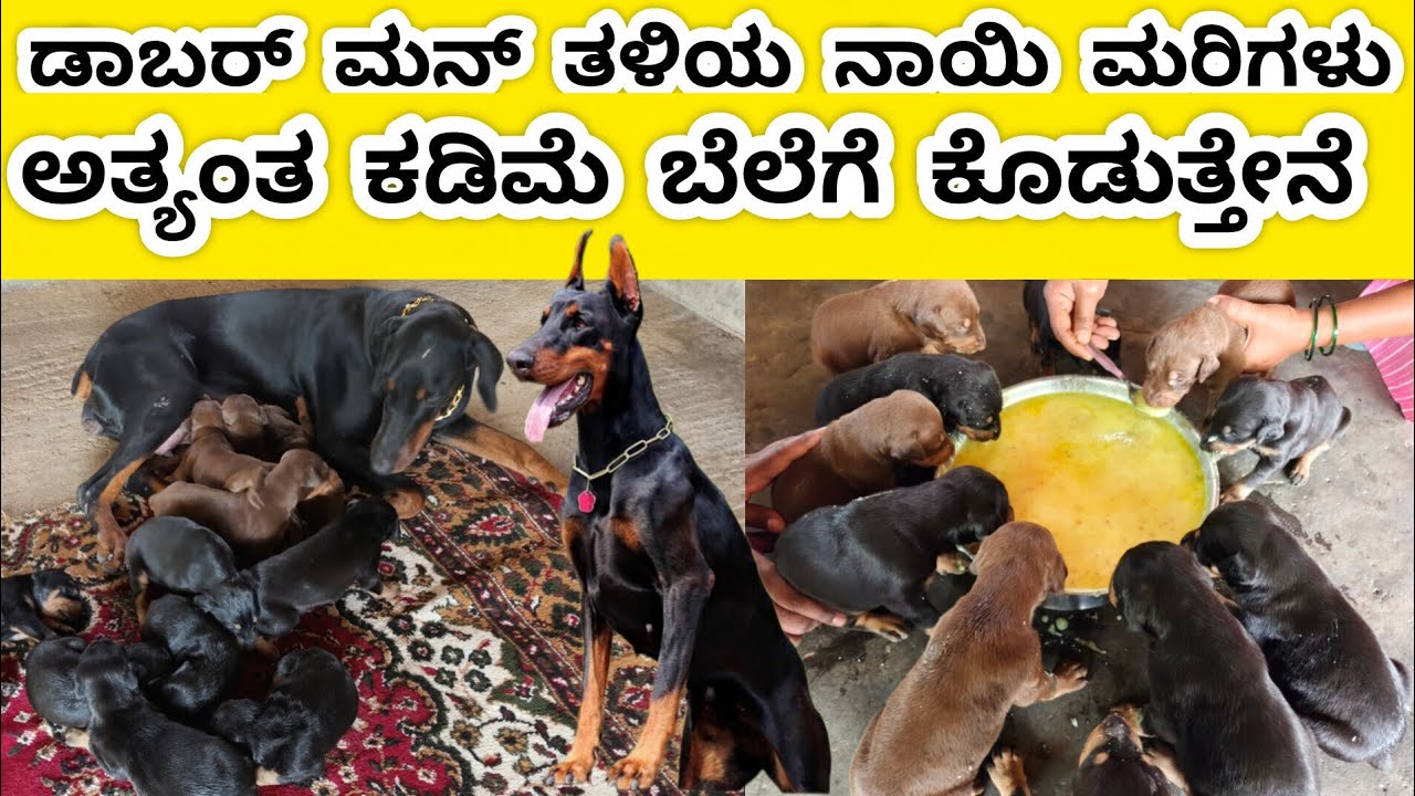 ಪ್ಯೂರ್ ಡಾಬರ್ ಮನ್ ನಾಯಿ ಮರಿಗಳು ಅತ್ಯಂತ ಕಡಿಮೆ ಬೆಲೆಗೆ ಕೊಡುತ್ತೇನೆ ಬನ್ನಿ,ಚೇತನ್ ದಾವಣಗೆರೆ 