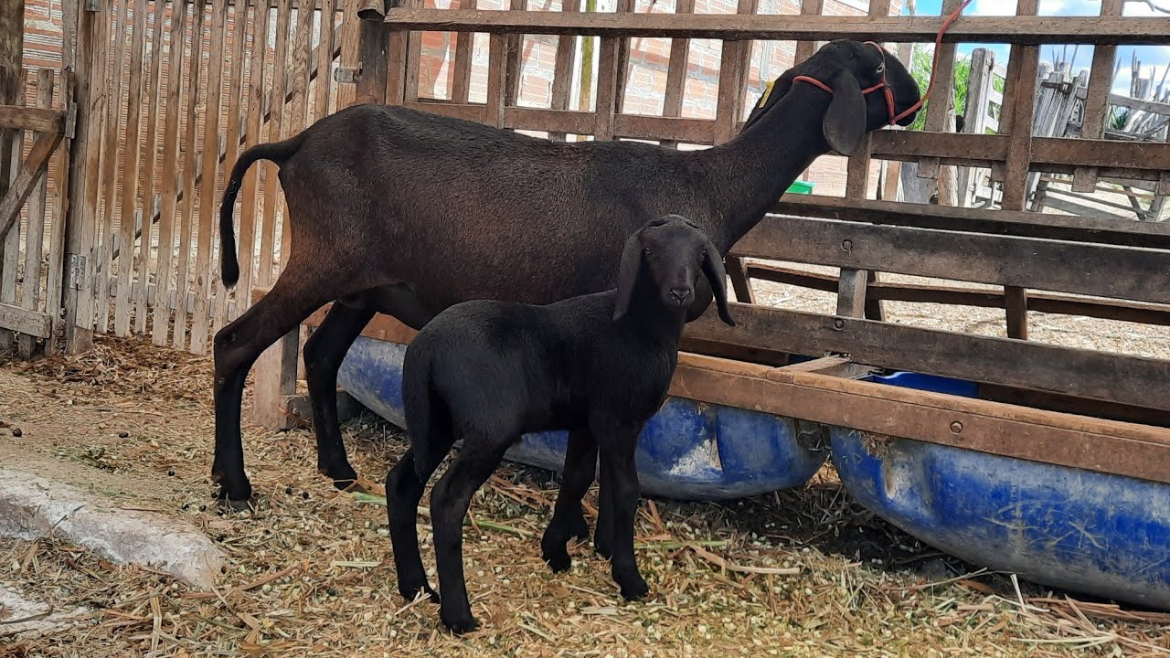 borrego macho santa In&ecirc;s