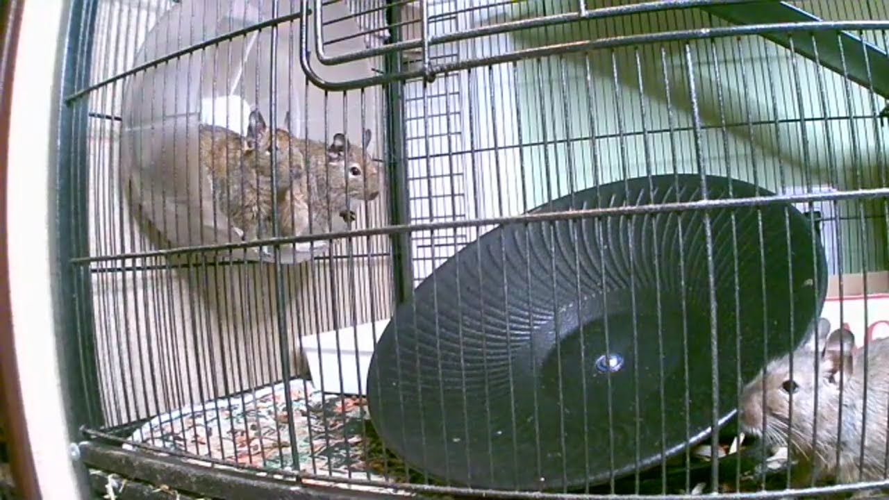 Copy of Your furry friends are here again! Watch them live!