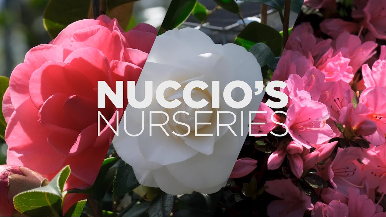 Nuccio's Nurseries | World Famous Camellias and Azaleas