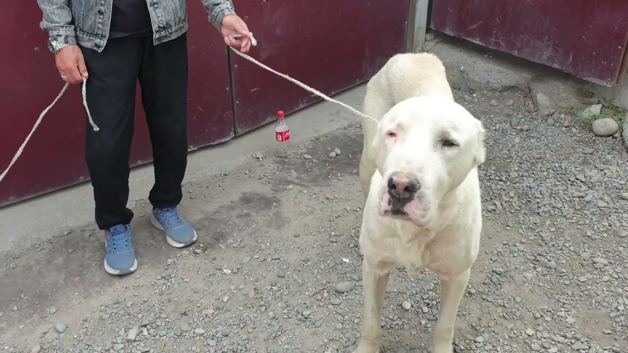 Бишкек ит базар