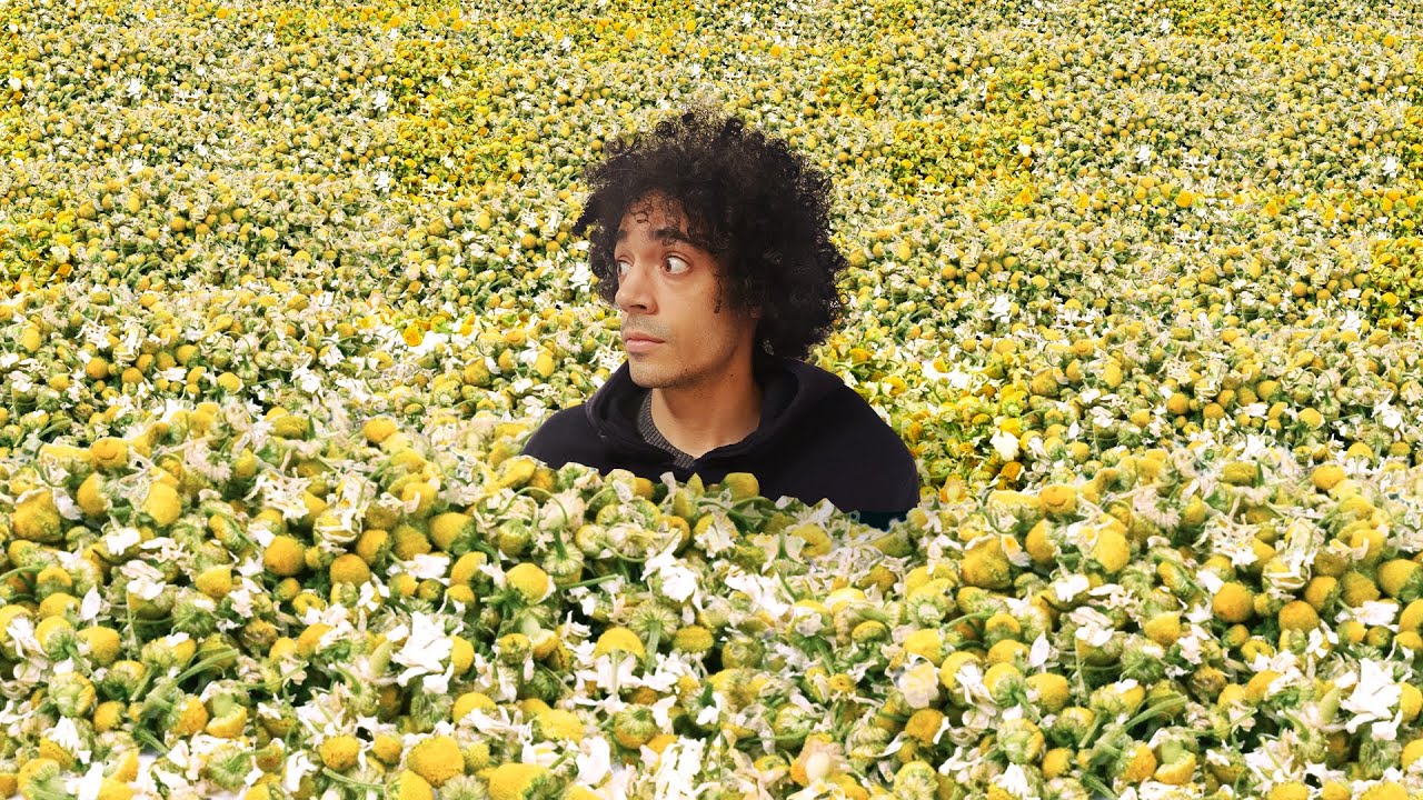 Ho comprato 30 MILA fiori di CAMOMILLA