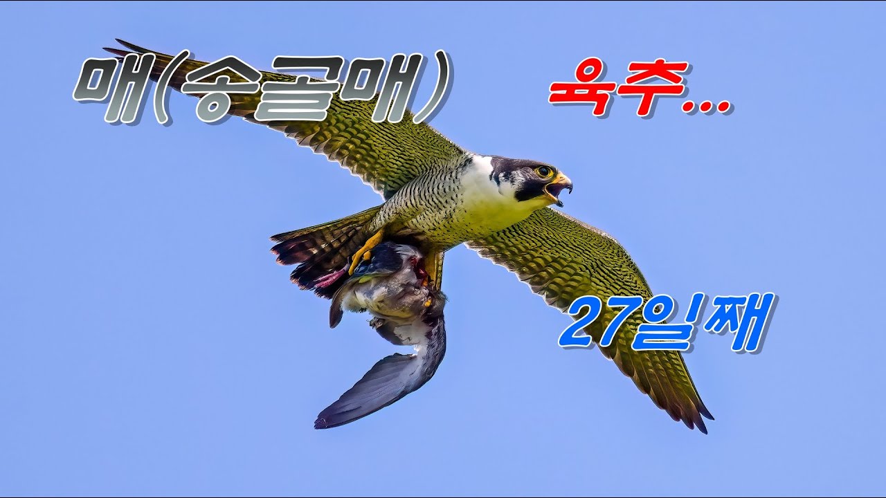 #송골매