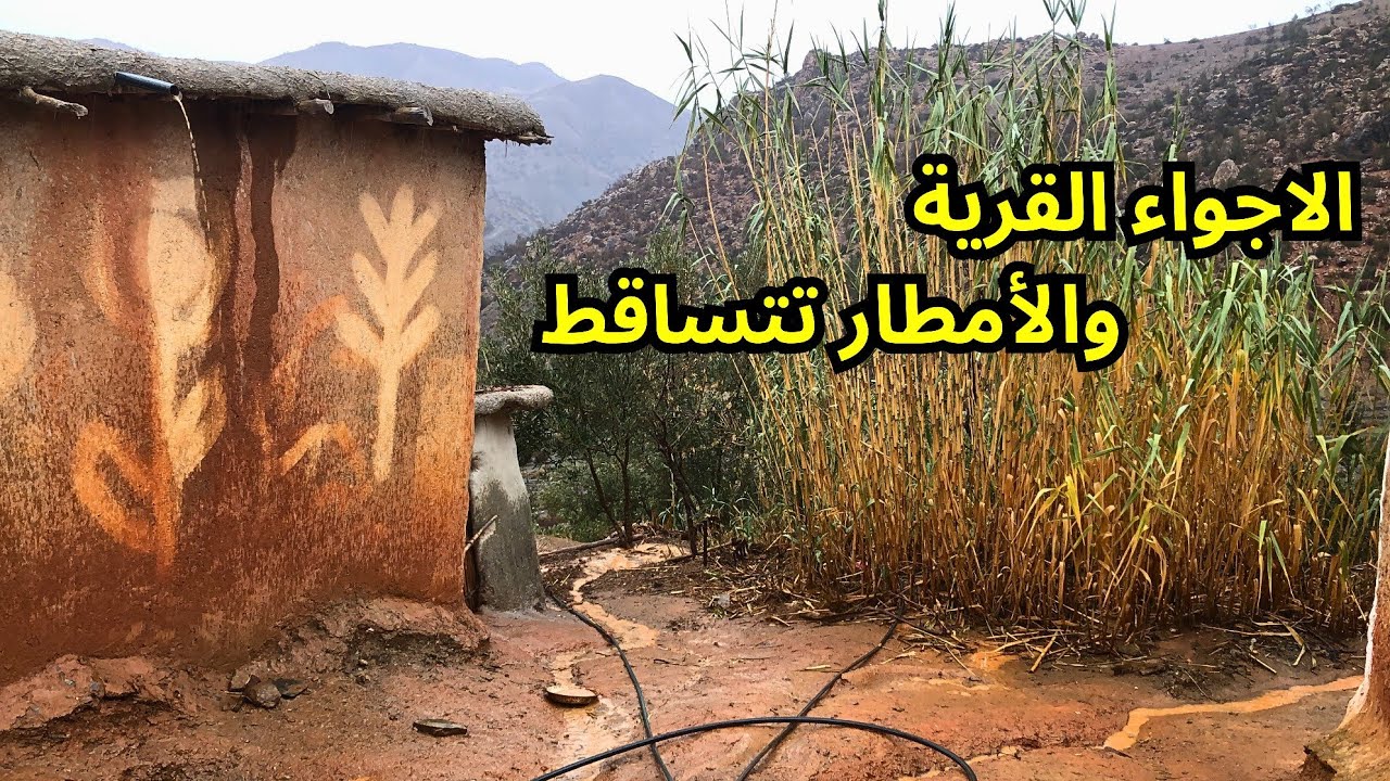 لحضة وصول امطار الخير إلى القرية الريفية والمزرعة الخضراء المزدهرة ودجاج البلدي يبعث عن طعامه...