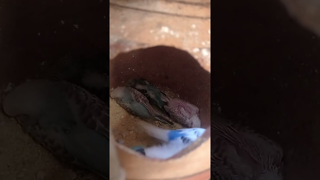 My birds Aviary is live!