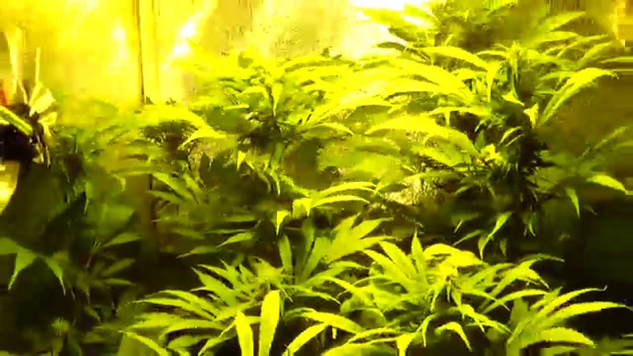 Seguimiento NL5 x Haze x Mist en Scrog, m&eacute;todo de cultivo (6) trece o catorce semanas app