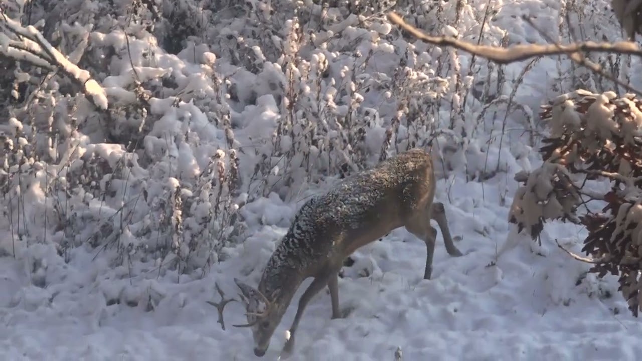 Really dumb pass or good pass? Snowy Rutting Buck