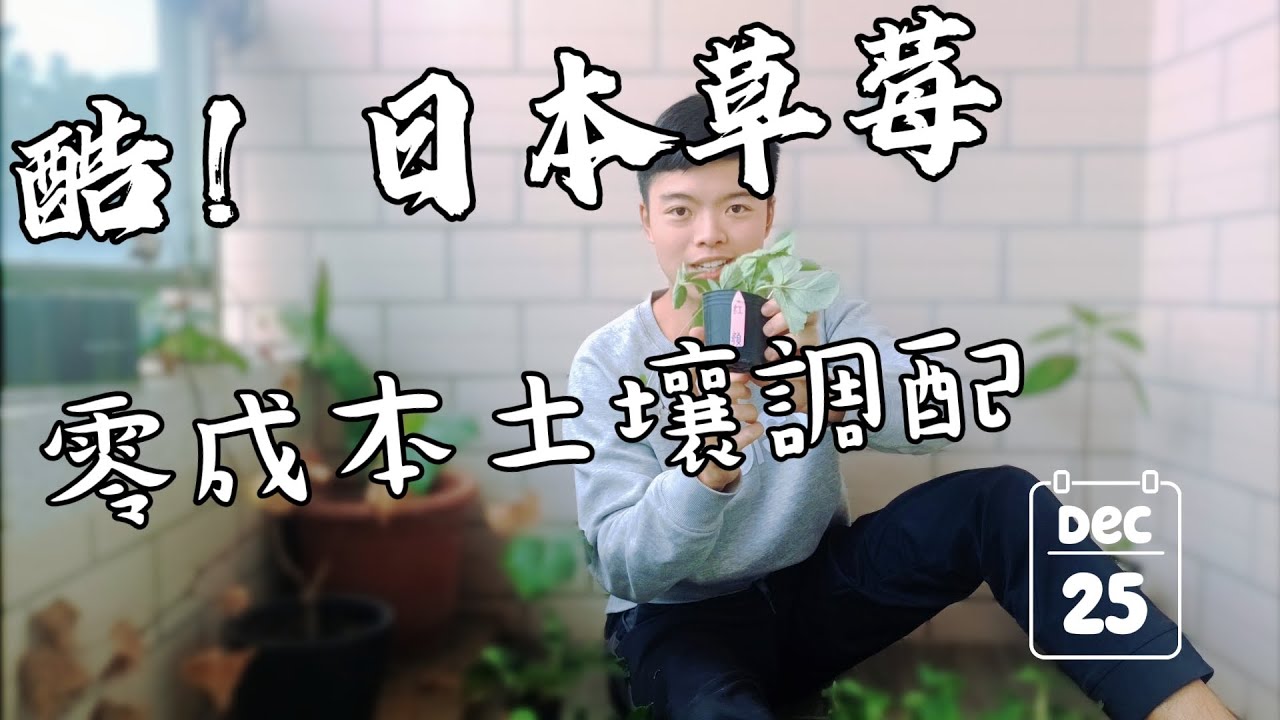 來了日本草莓🍓 | 種草莓不用花錢買土 | 多種草莓品種介紹  | 為什麼草莓土壤那麼重要 | 這是一支實驗土壤介質影片| 紅龍兄有賣酪梨
