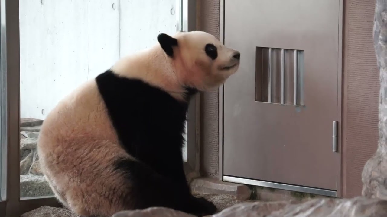 アドベンチャーワールド パンダラブほか  (2019.4.11)