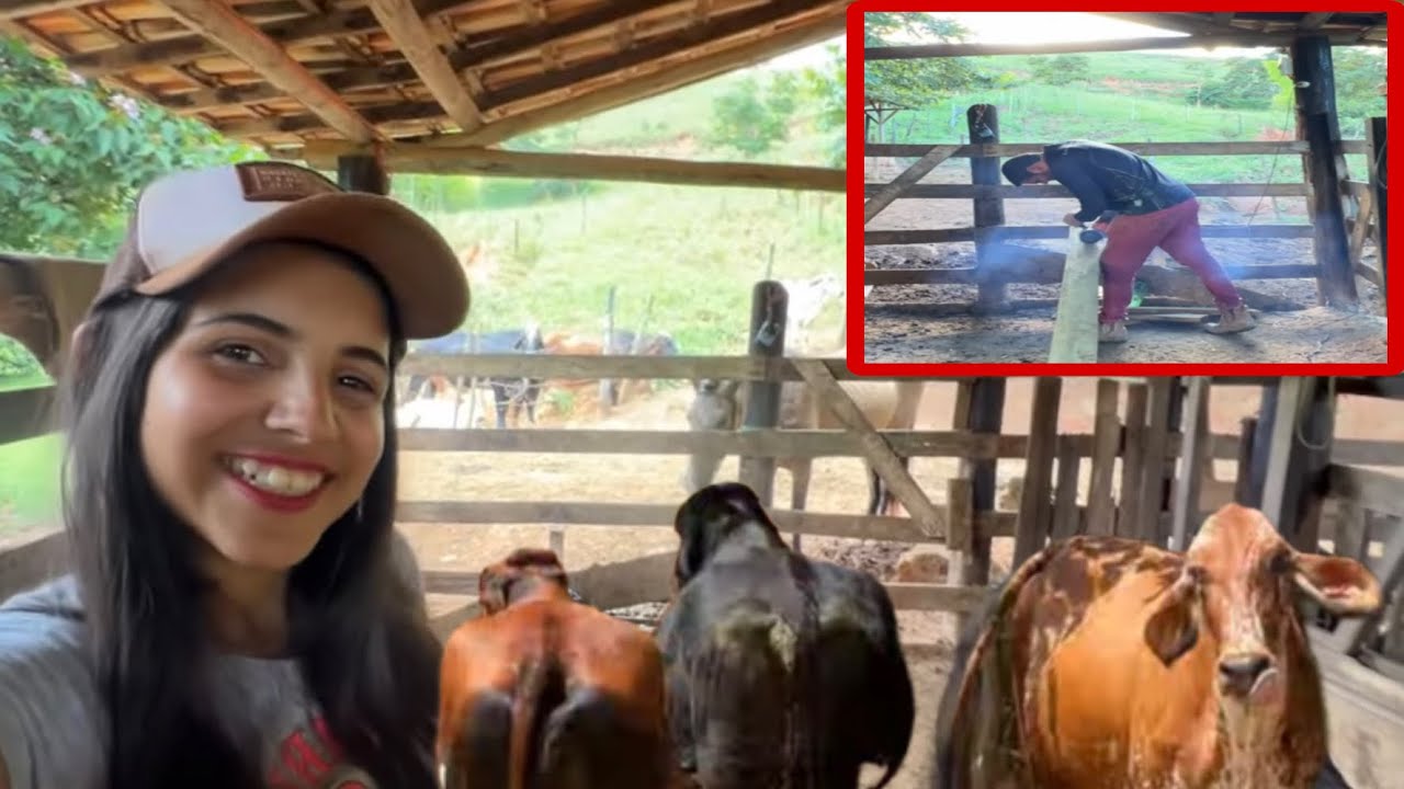 FIZEMOS UM TREM QUE FACILITOU DEMAIS! Funil no curral + manejo dos bezerros 😳🐄