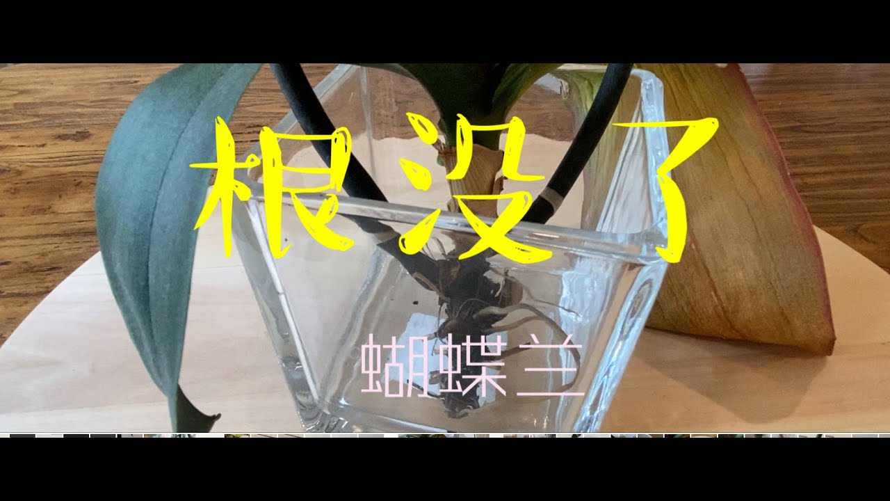【19184】蝴蝶兰的根烂没了，别急，看看朋友这棵。首次使用催根剂  // 静姐说花193