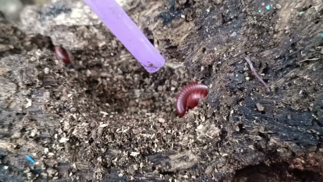 Amazing video Insect in pagoda life