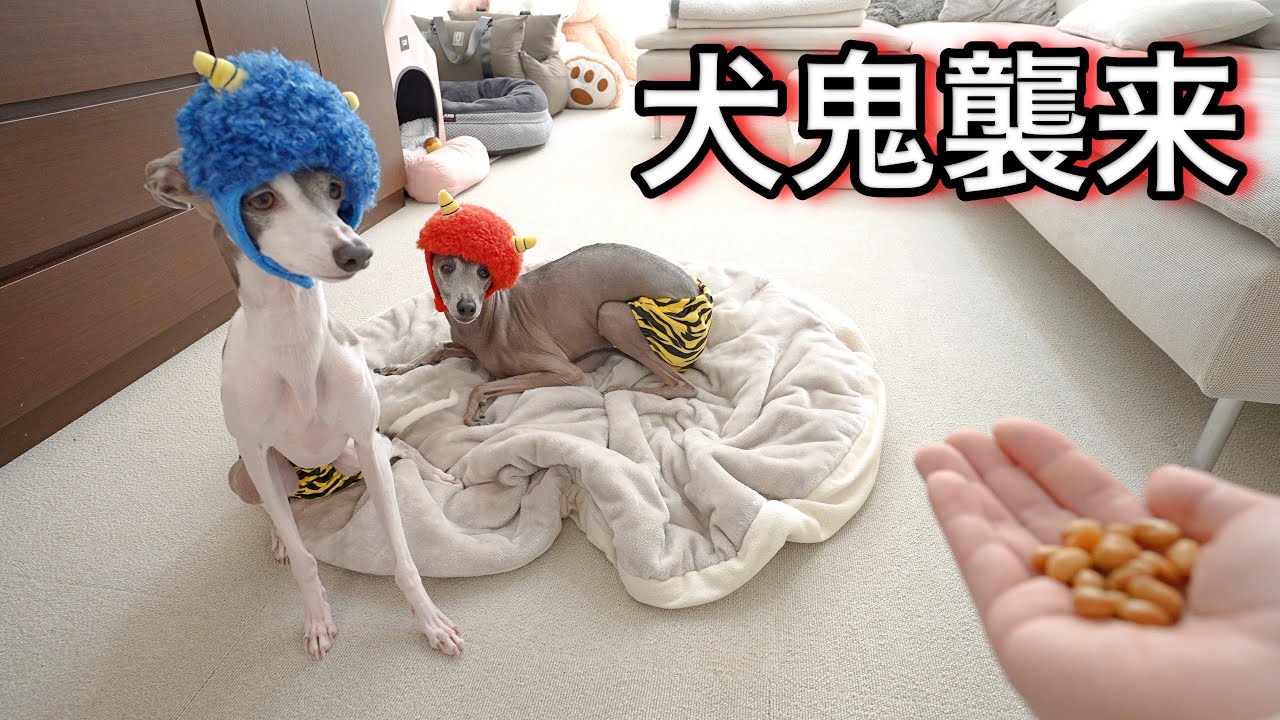 【節分】鬼役を愛犬にお願いしたら豆が一瞬で消えたんだけどwwwww