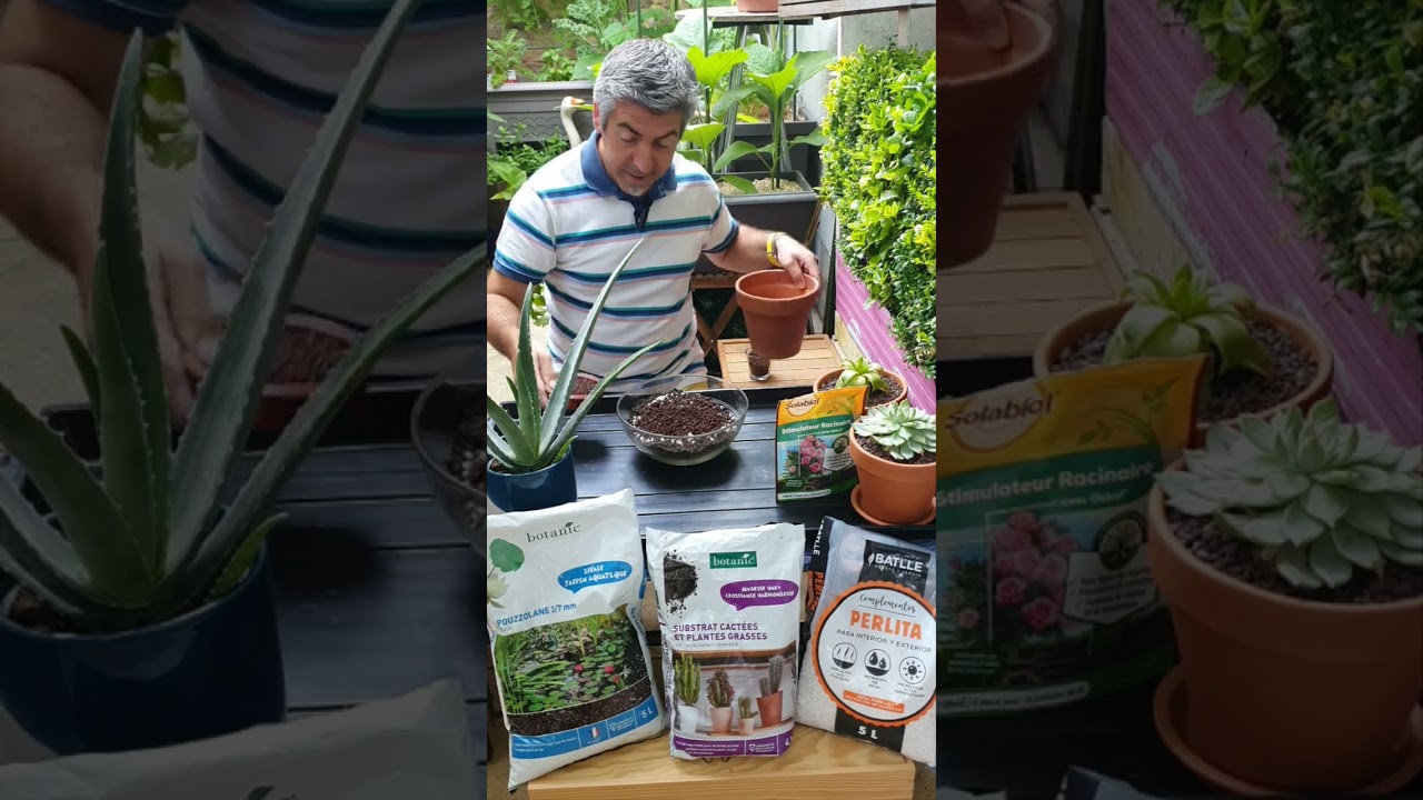 je rempote mon aloé véra, cette méthode est la même pour vos cactus et plantes grasses