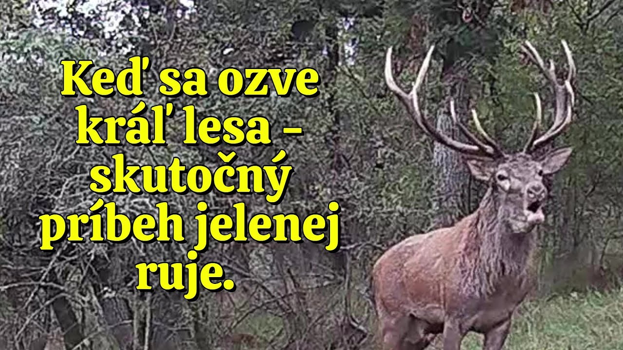 Jelenia ruja 2025 – Príbeh jednej čistinky | Skutočné zábery z divočiny / druhé rujovisko.