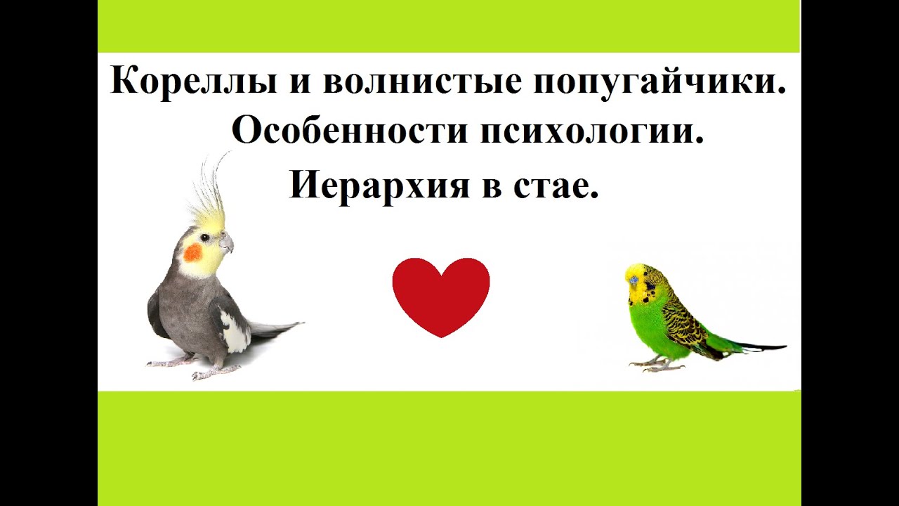 Психологические особенности и иерархия в стае у волнистых попугаев и корелл.