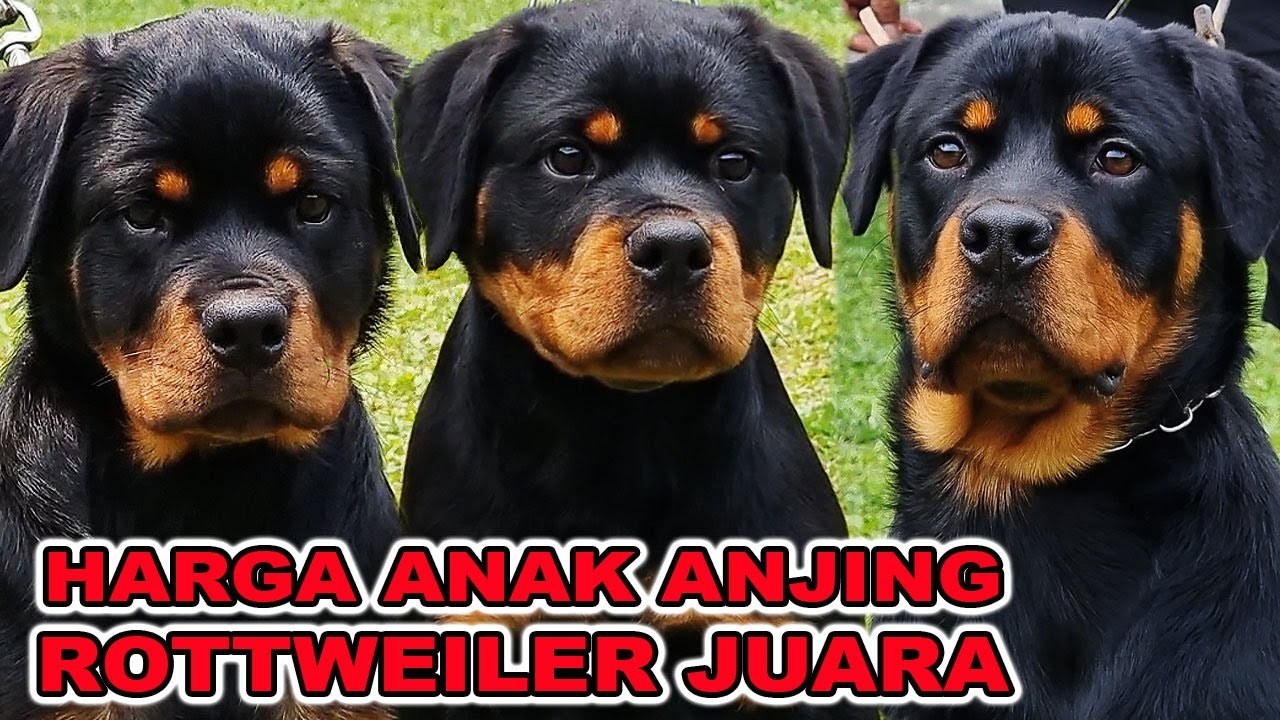 INI HARGA ANAK ANJING JUARA DI VON DEN BOSCH KENNEL - GUDANGNYA ROTTWEILER JUARA